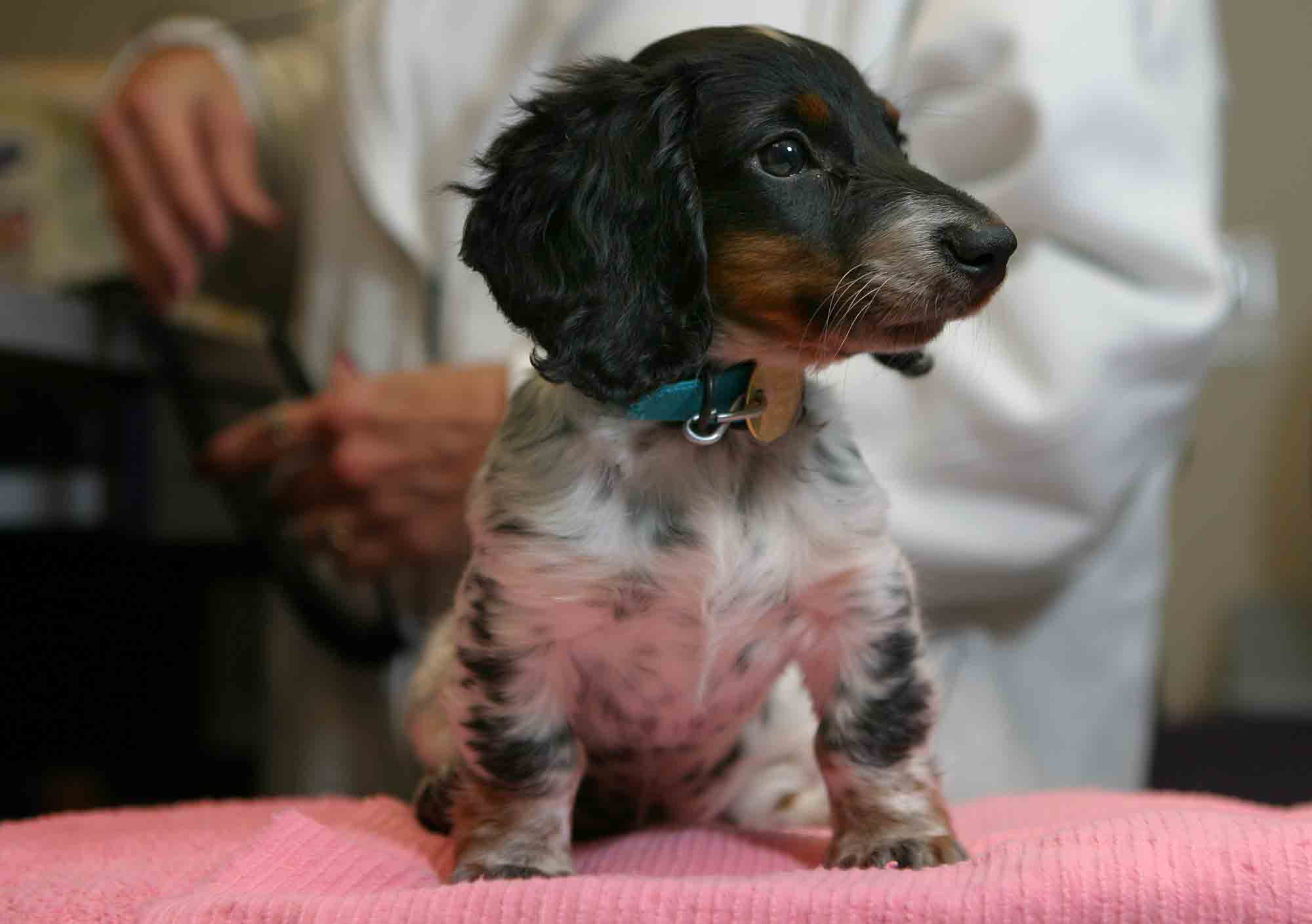 Our Mobile Vet Clinic: Putting Pets First