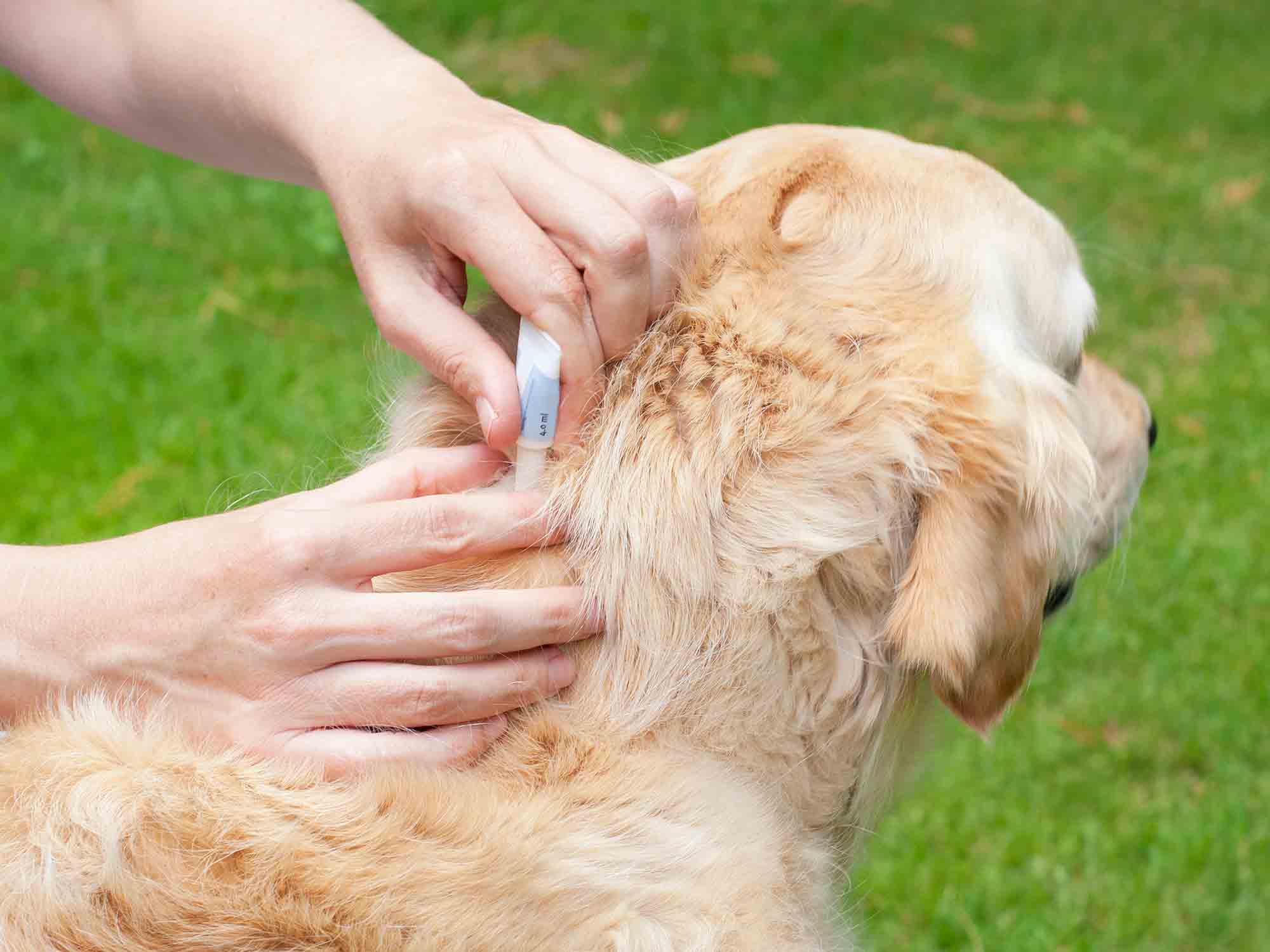 Say “Bye-Bye Bugs” With Pet Parasite Prevention