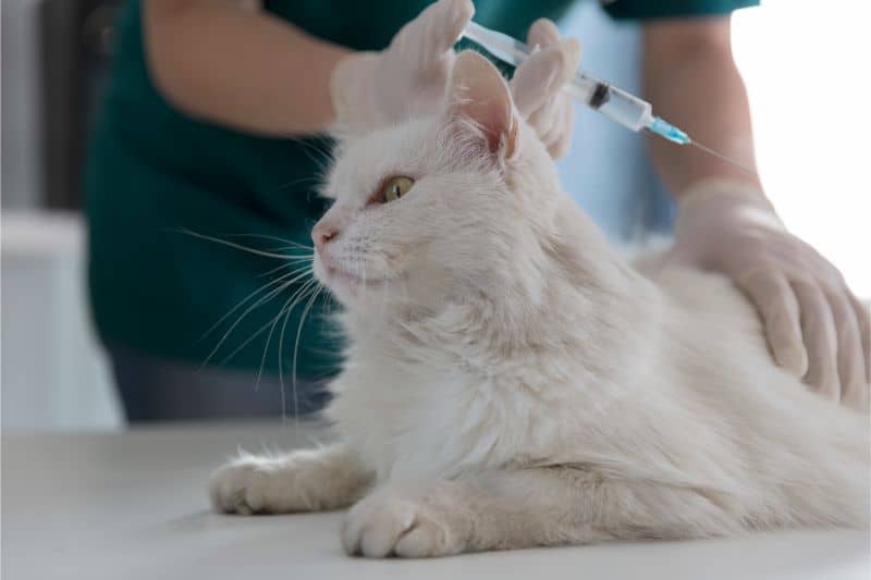 The Importance of Indoor Cat Vaccinations and Parasite Prevention