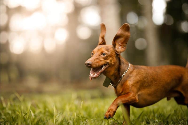 Say What? All About Ear Problems in Pets