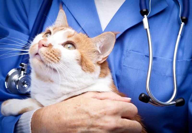 Pet Diabetes: How You Can Help Your Pet