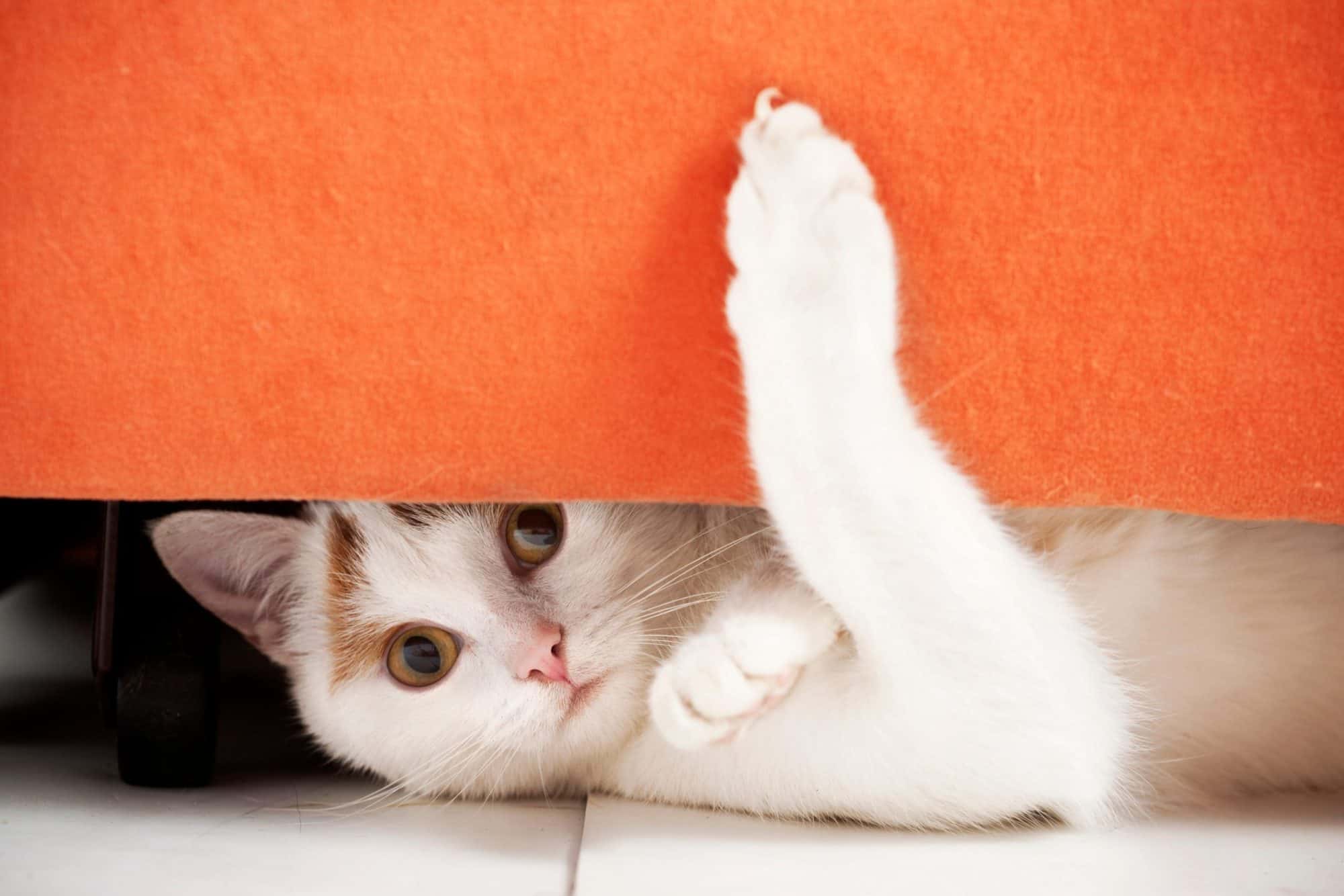 Understanding Feline Behavior: 4 Things You Do That Your Cat Dislikes ﻿