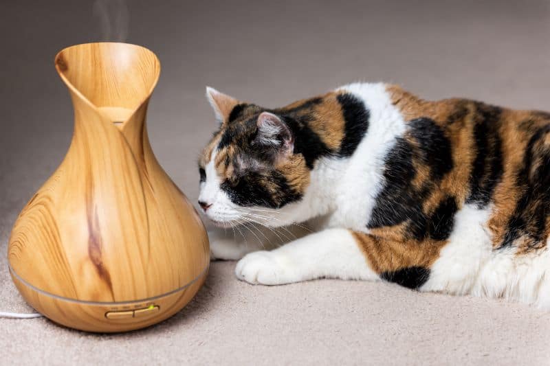 The Definitive Guide to Using Essential Oils Around Pets