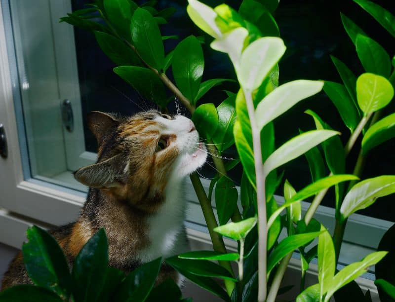 Indoor Plants that are Non-toxic to Cats