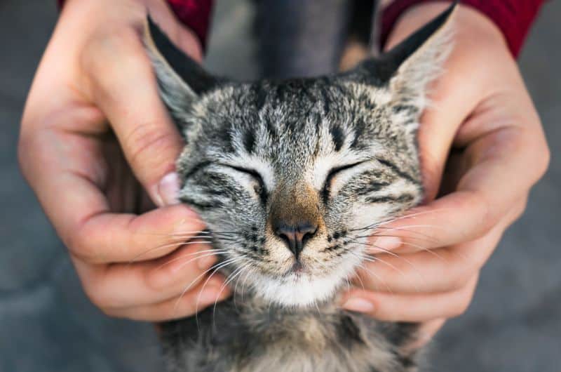 Move Over, Rover: The Dynamic Between Cats and People Is Here to Stay