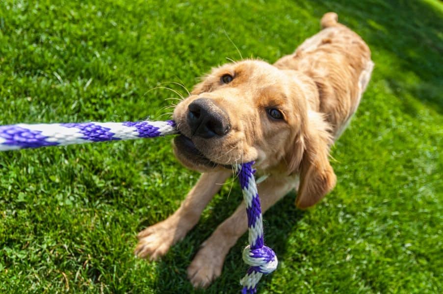 Keeping Dogs Busy Isn’t Always Easy, But It Can Be Super Fun