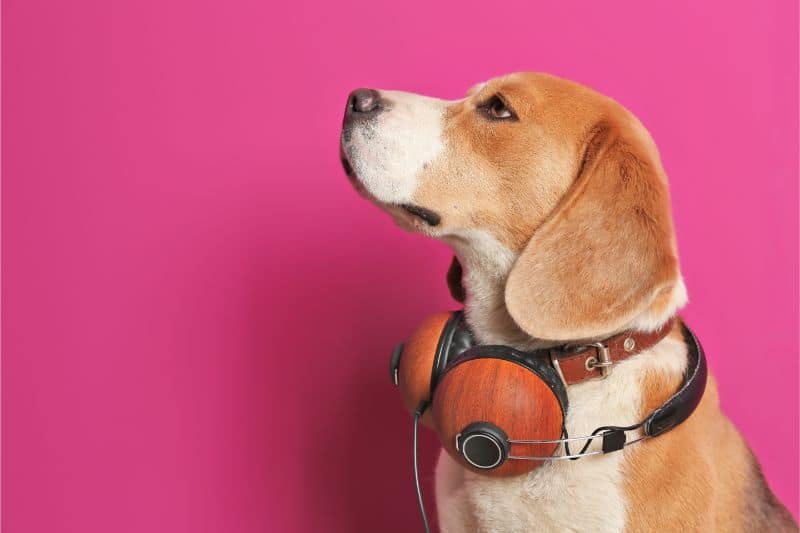 The Groove That Soothes: Music Therapy for Pets