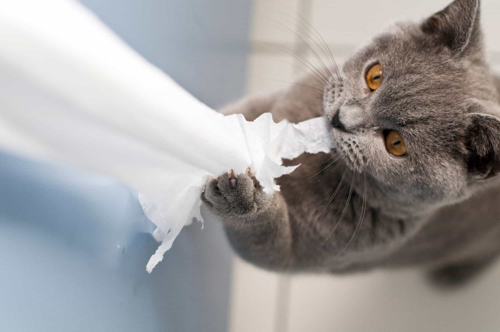 The Importance of Understanding Destructive Cat Behavior