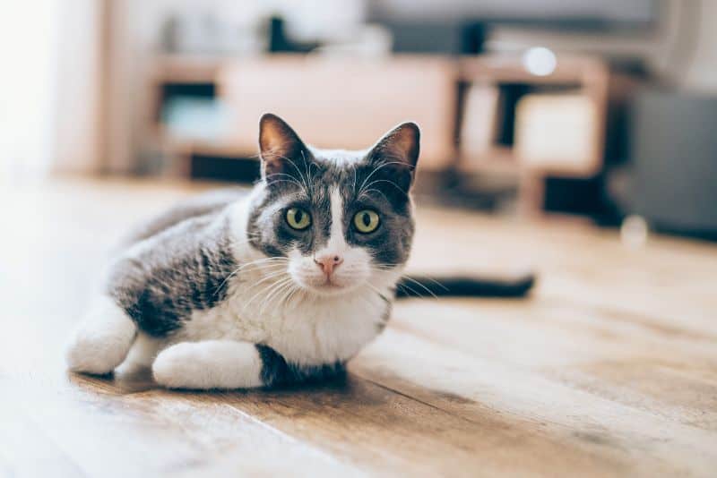 How to Be Absolutely, Paws-itively Sure You Have a Happy Cat