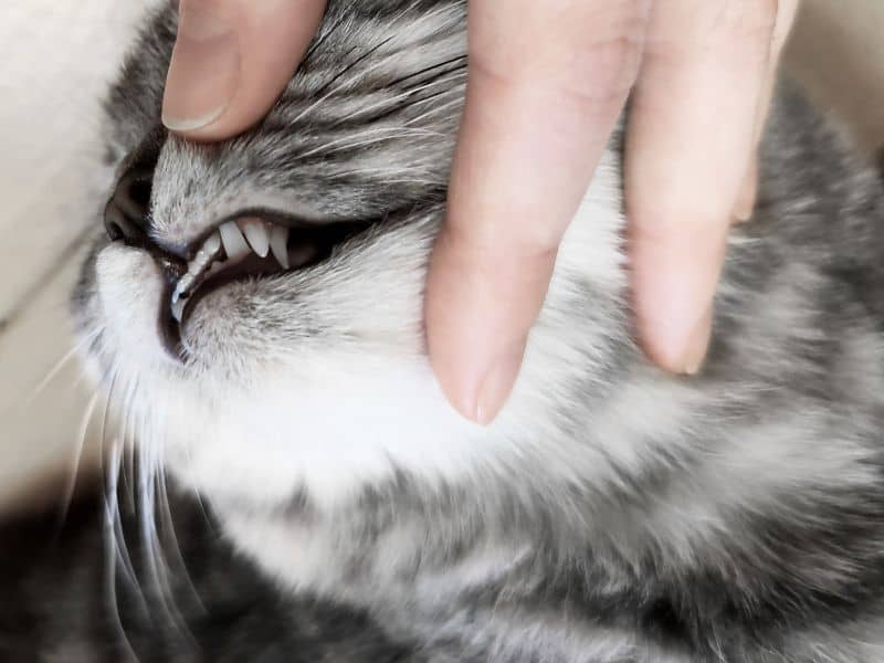 Diagnosing the Stages of Pet Dental Disease