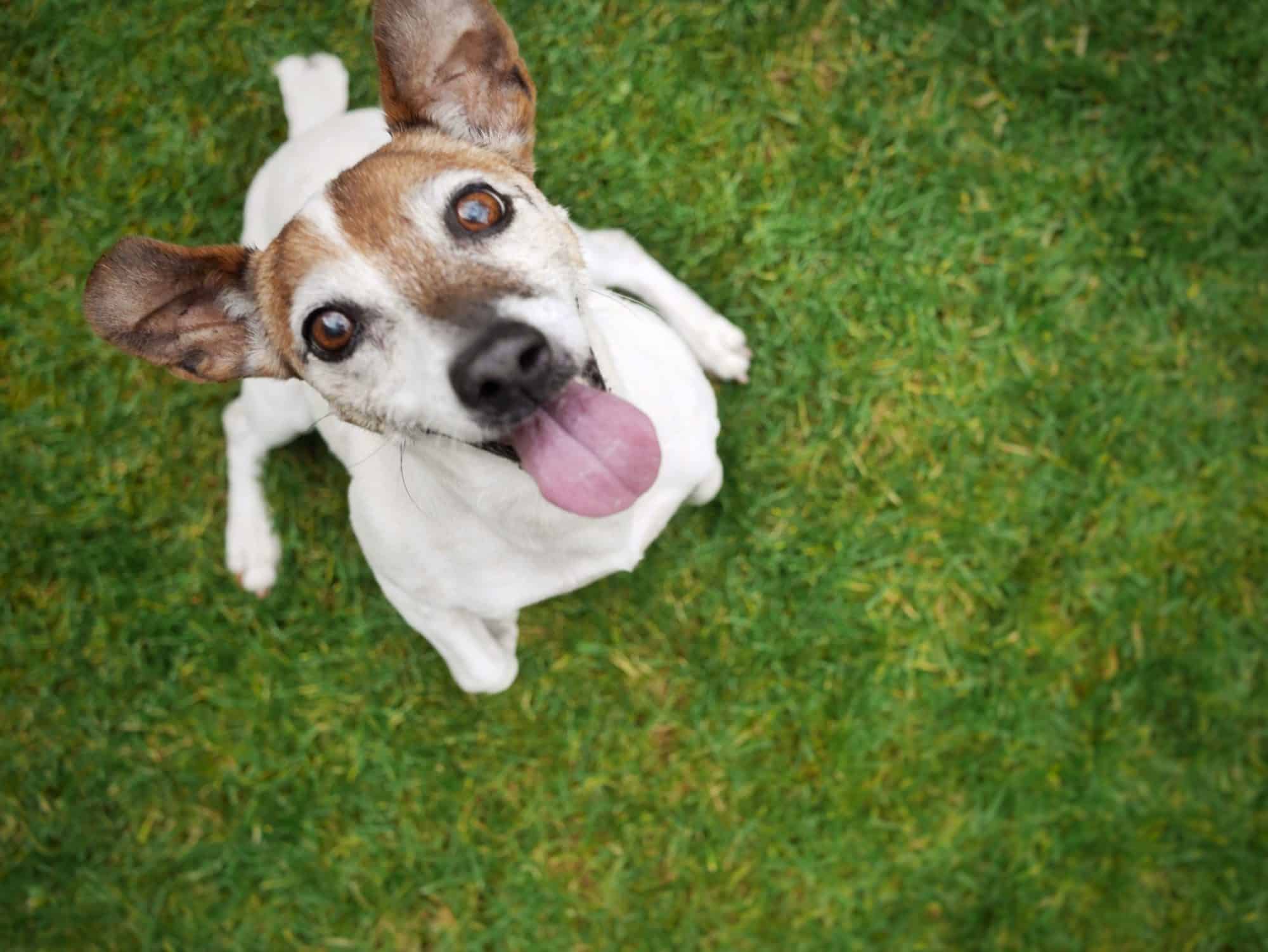 Room For Improvement: A Dog That Pees When Excited