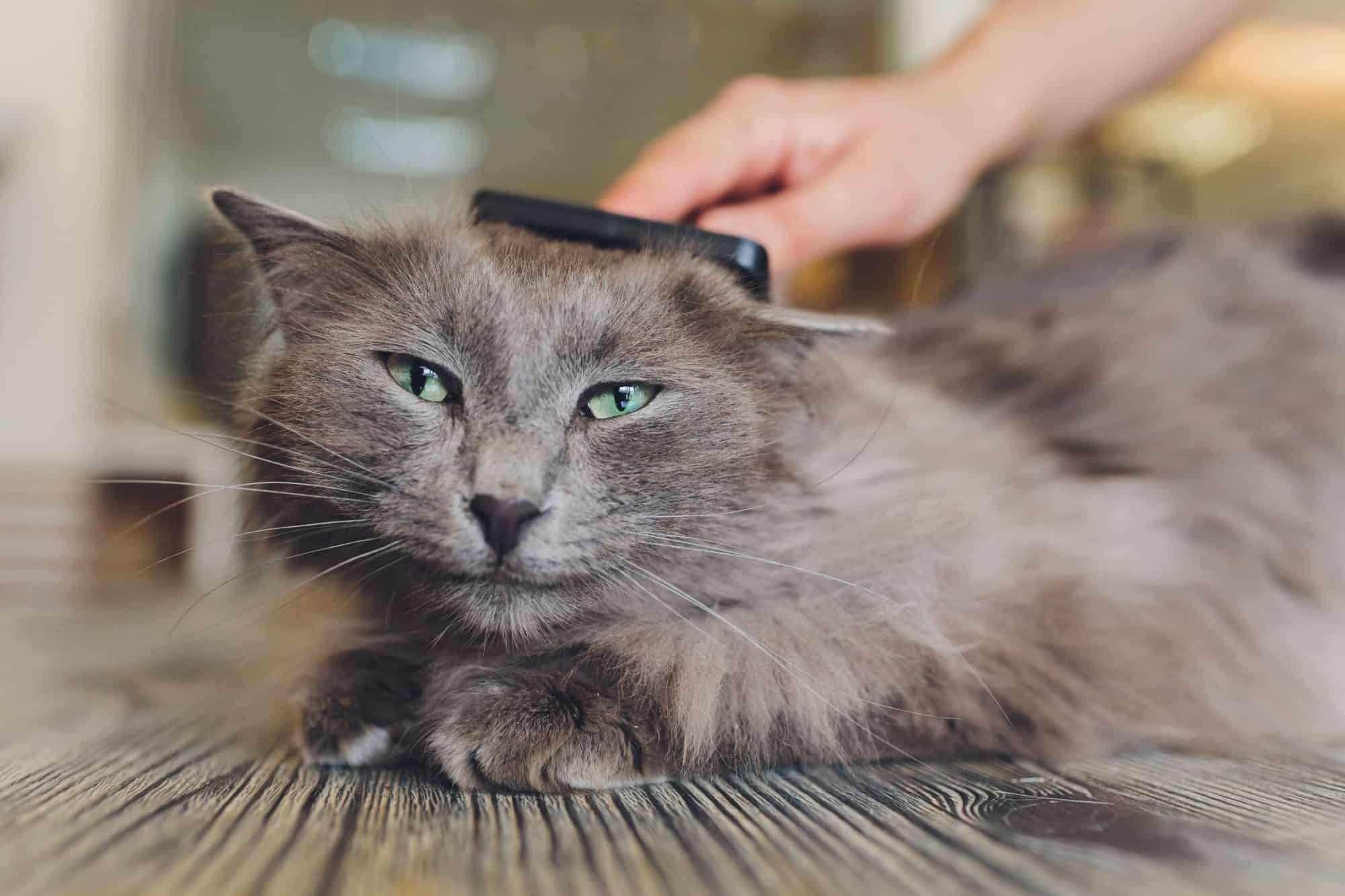 Is Your Cat Shedding Right Now?