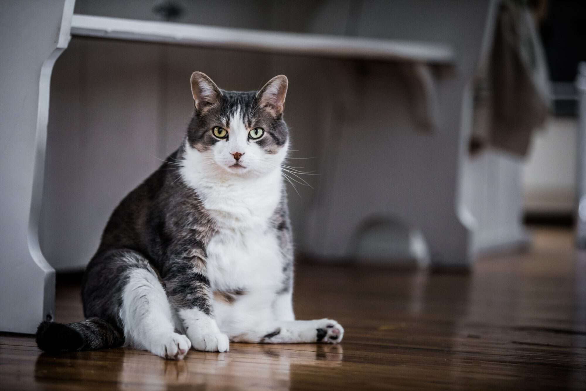 Fat Cat Facts: What You Need to Know About Overweight Cats