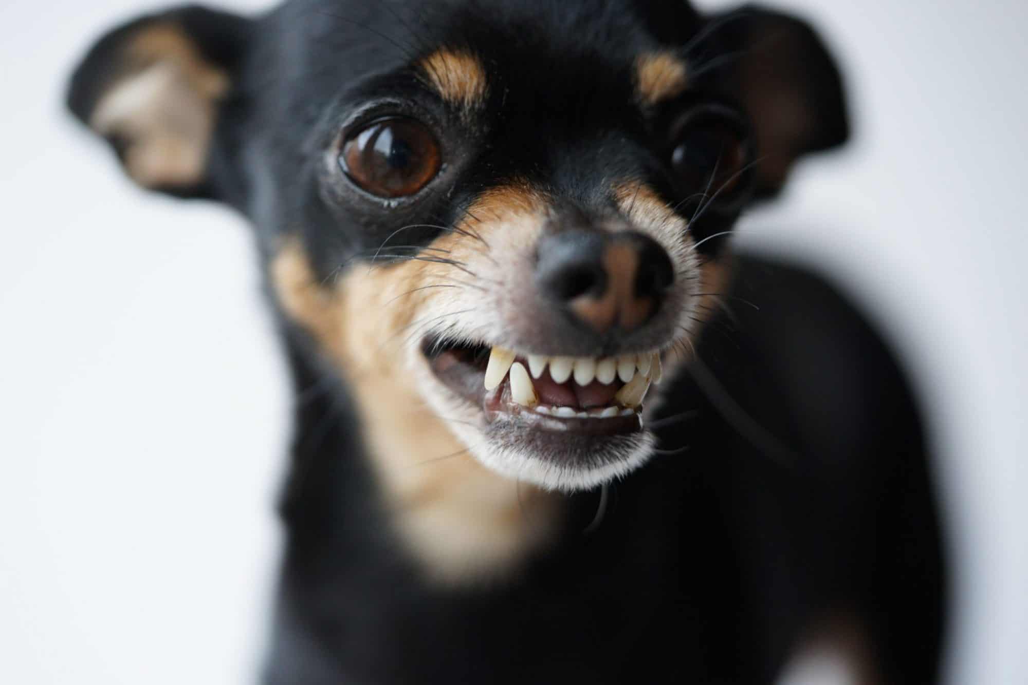 Small Dog Aggressive Traits You Shouldn’t See