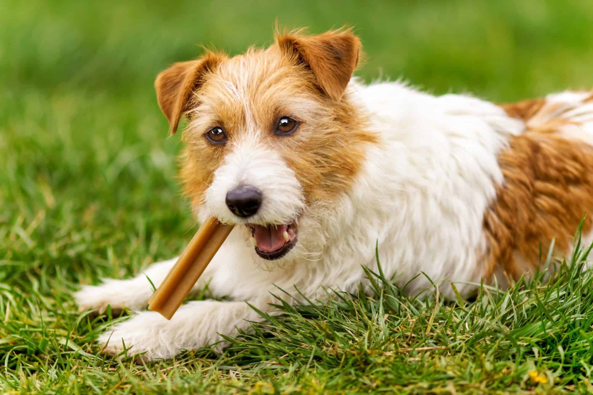 Dog Dental Chews and the Value of Your Dog s Dental Health