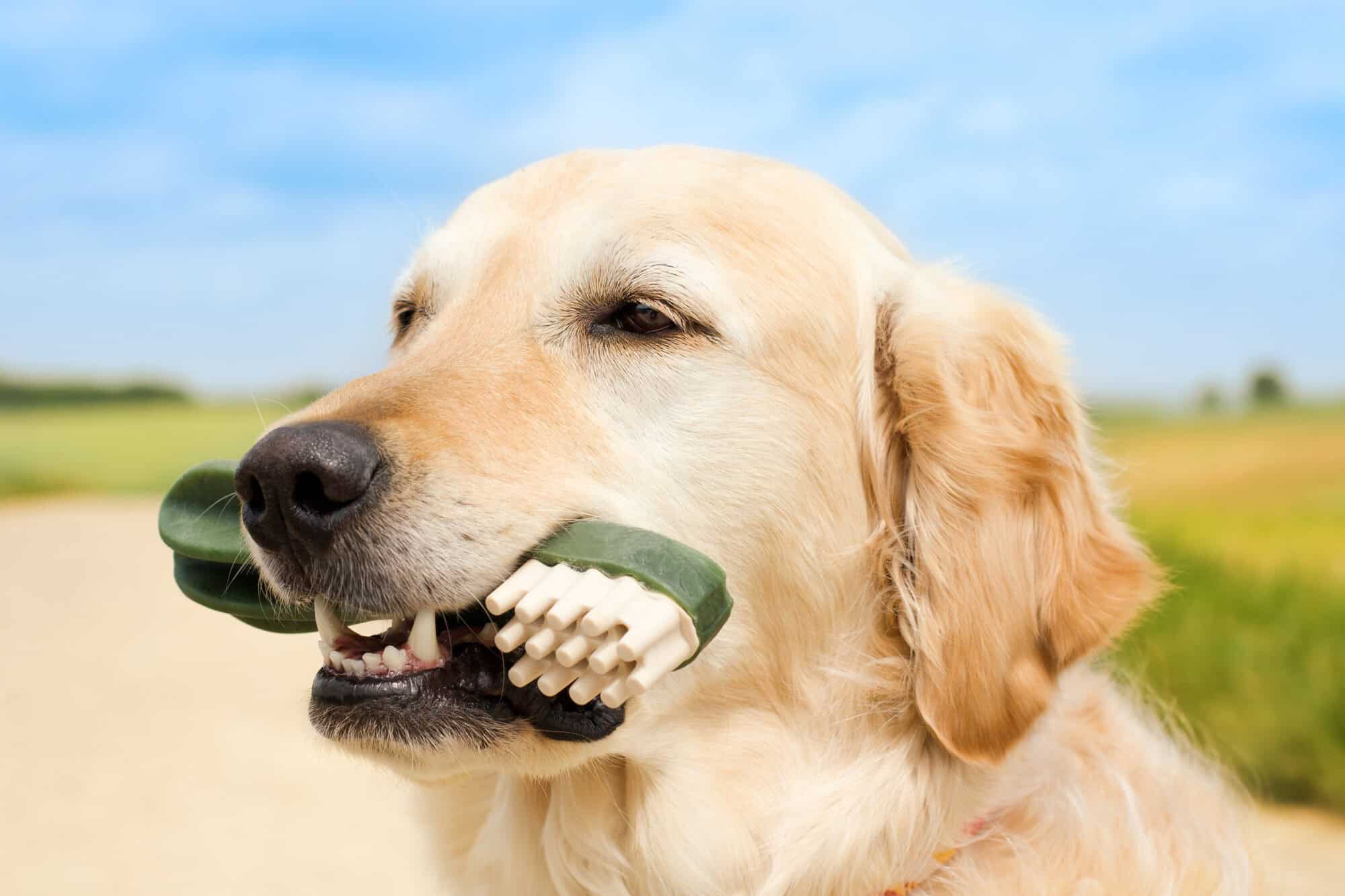 Do Dog Dental Chews Really Work?