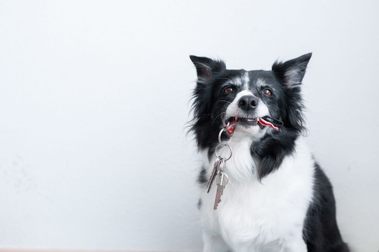 No Mixed Messages: Essential Dog Training Commands