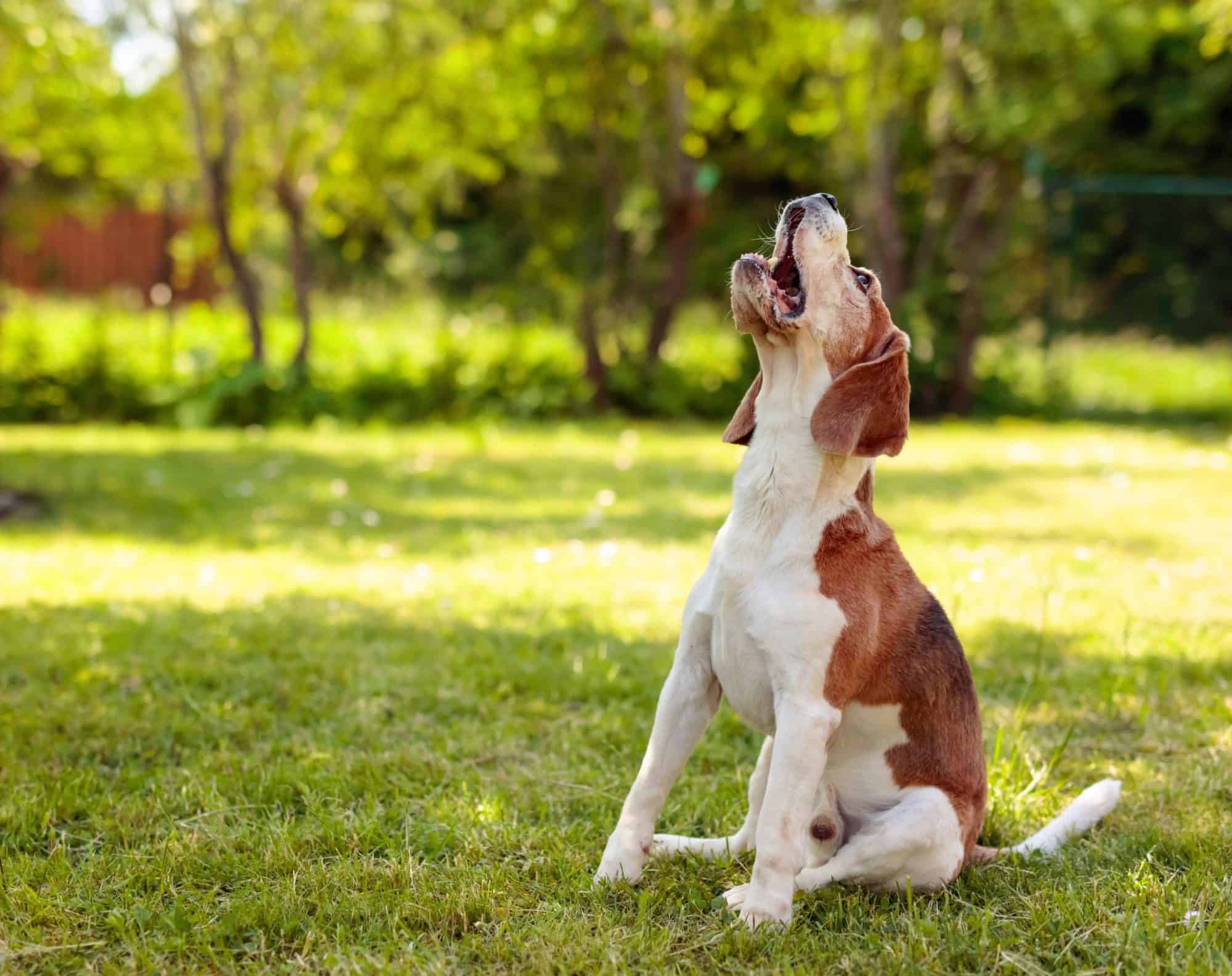 Dog Behavior Byte: How to Stop Dog Barking