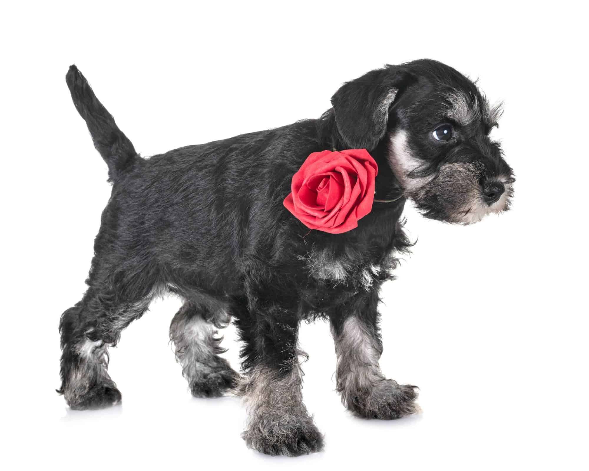 Delightfully Small Dog Breeds That Are Easy to Care For