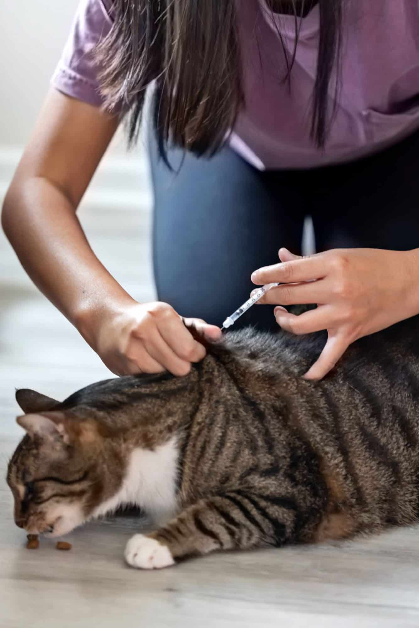 November is National Pet Diabetes Month