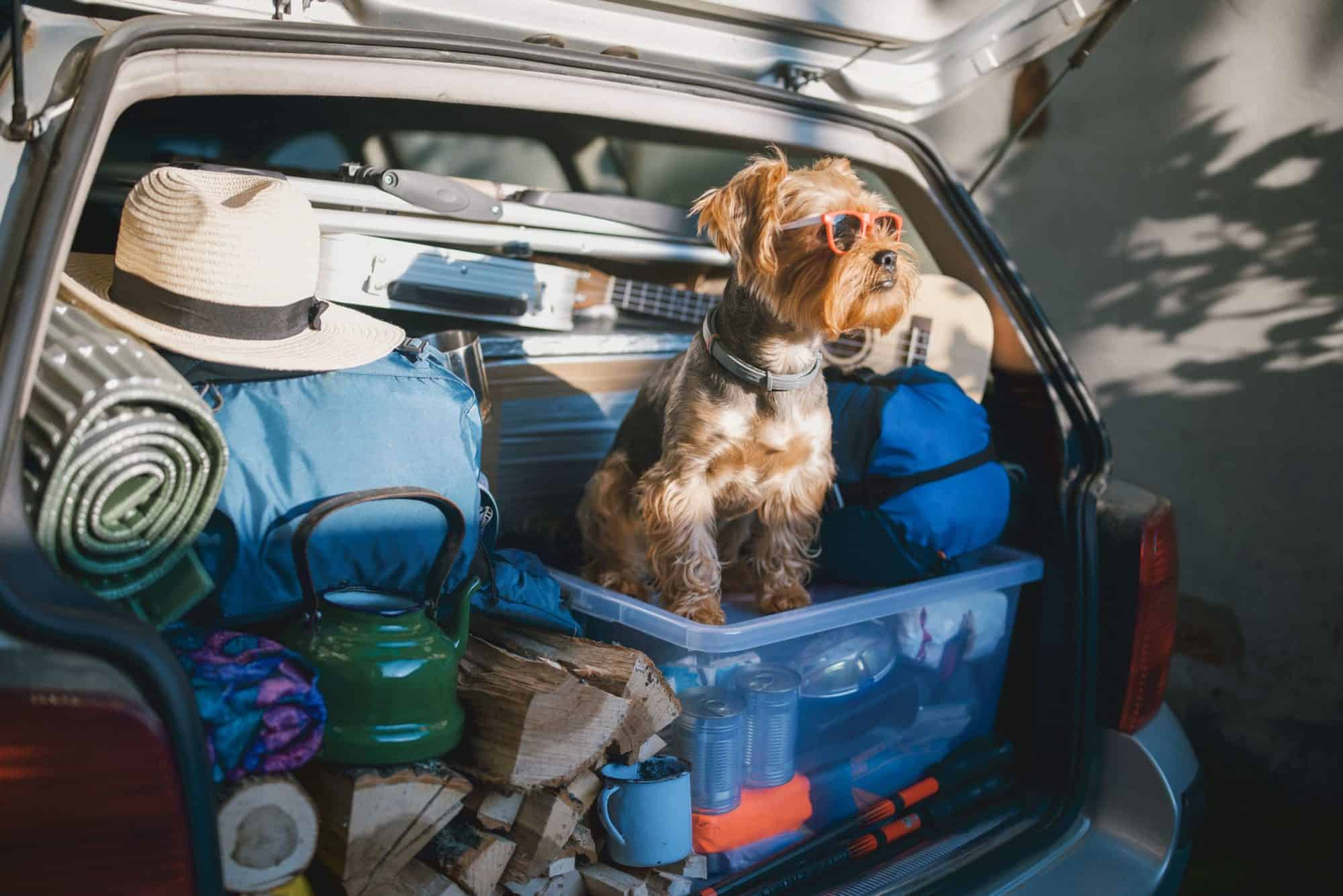 Pet Travel Safety