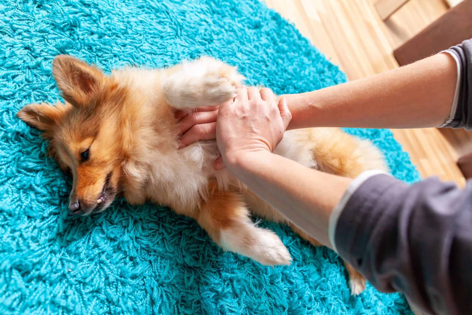 Pet Safety: How to Perform CPR for Your Dog