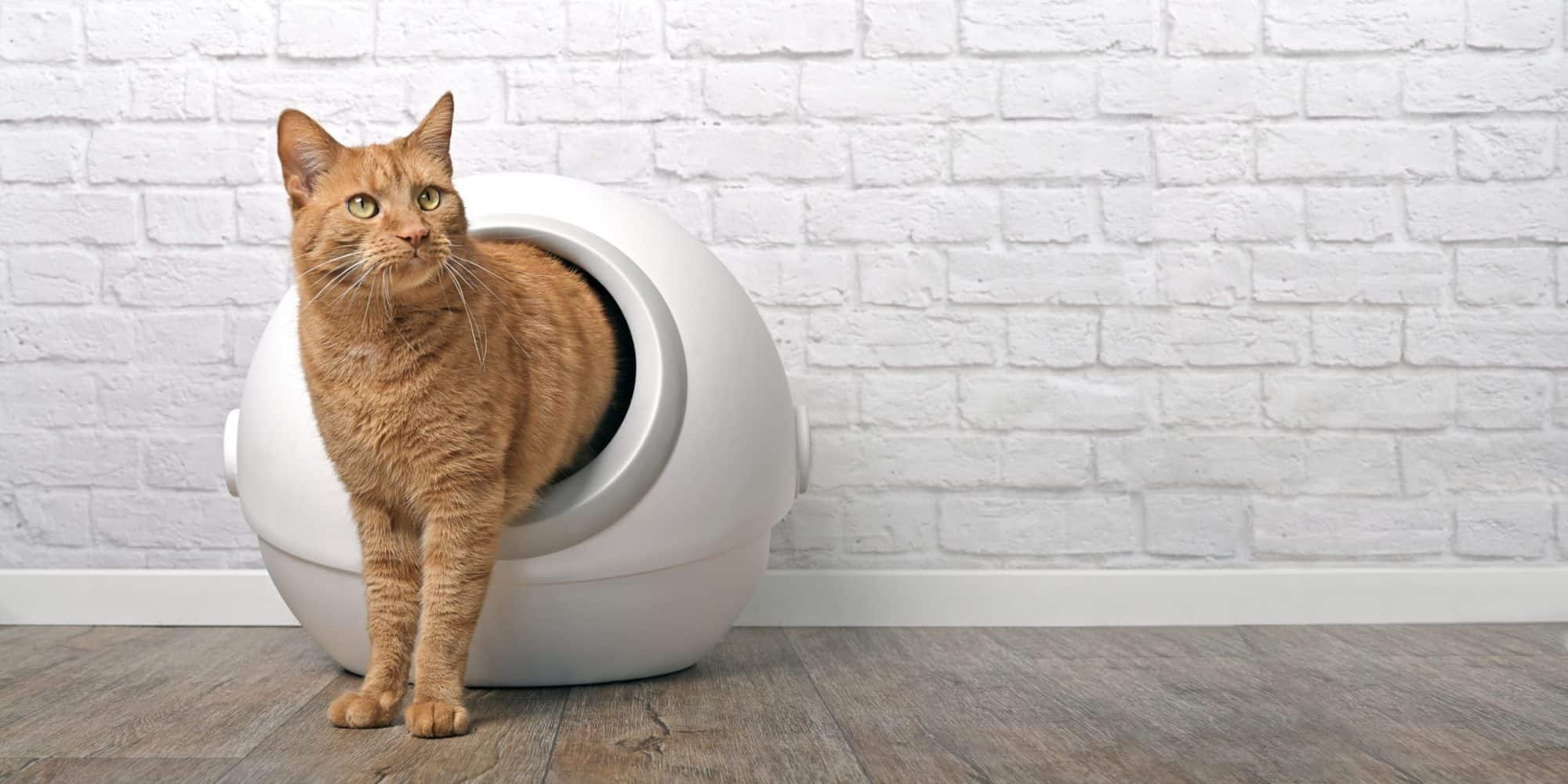 How to Identify and Remedy Litter Box Problems