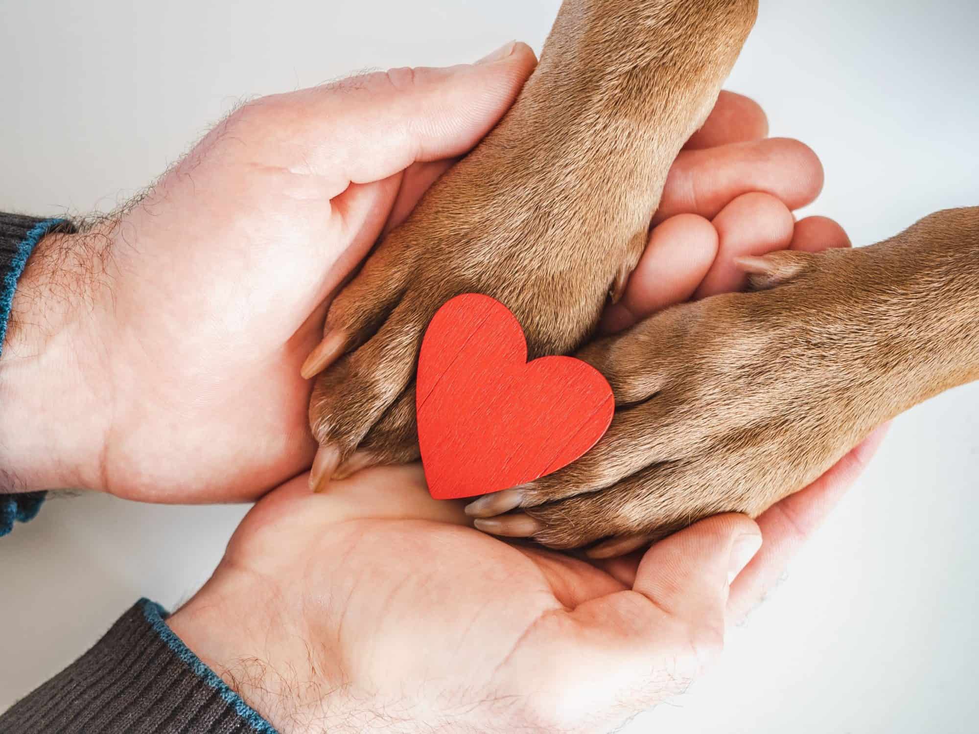 Crossing the Rainbow Bridge: End-of-Life Care for Pets