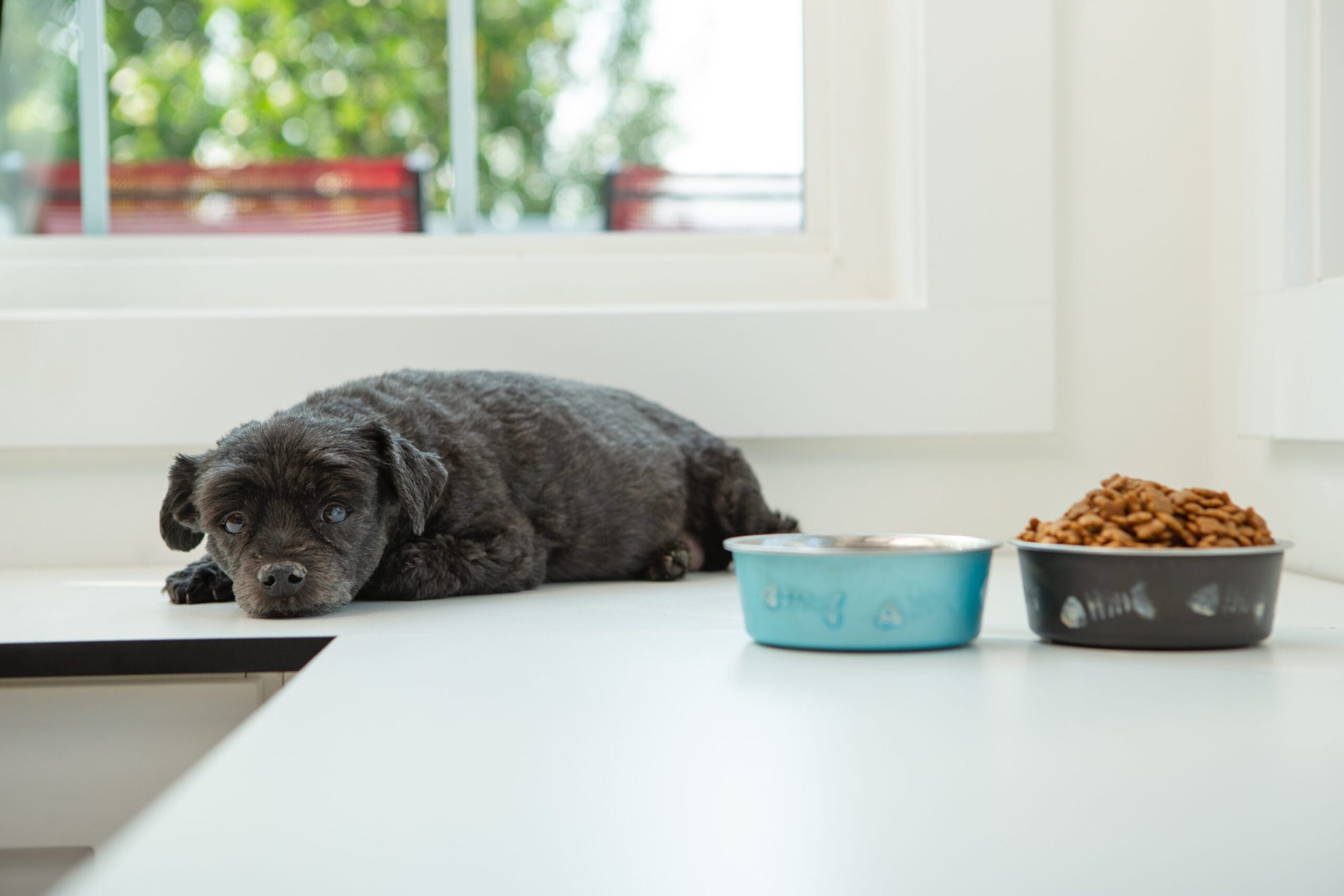 Common Digestive Problems in Dogs: Symptoms and Solutions