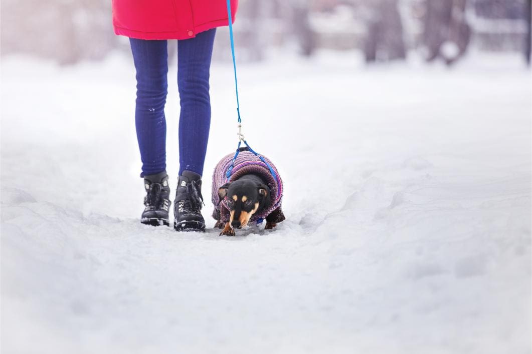 Top Winter Dangers for Dogs and Cats