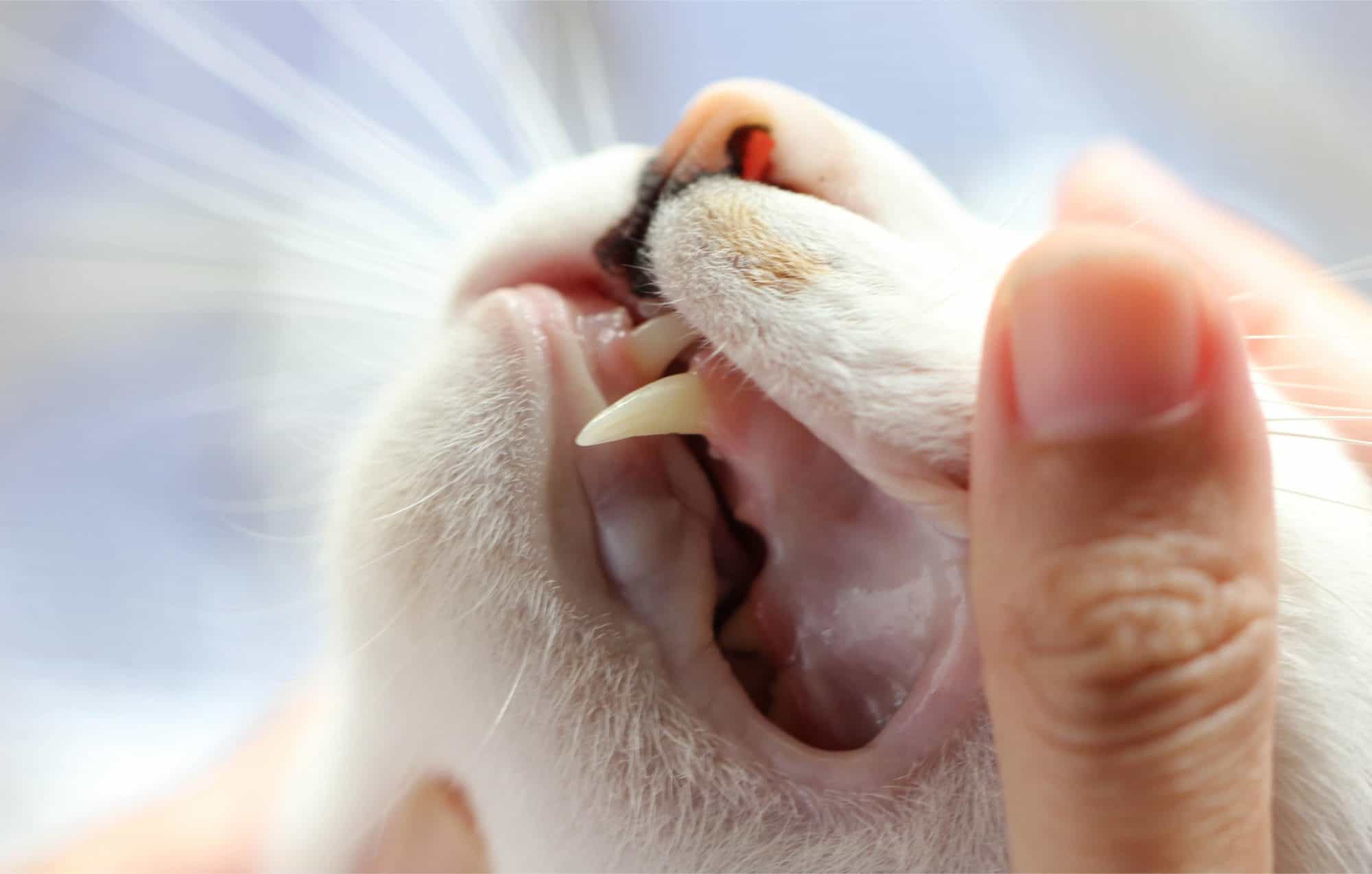 Differences in Feline Stomatitis and Gingivitis in Cats