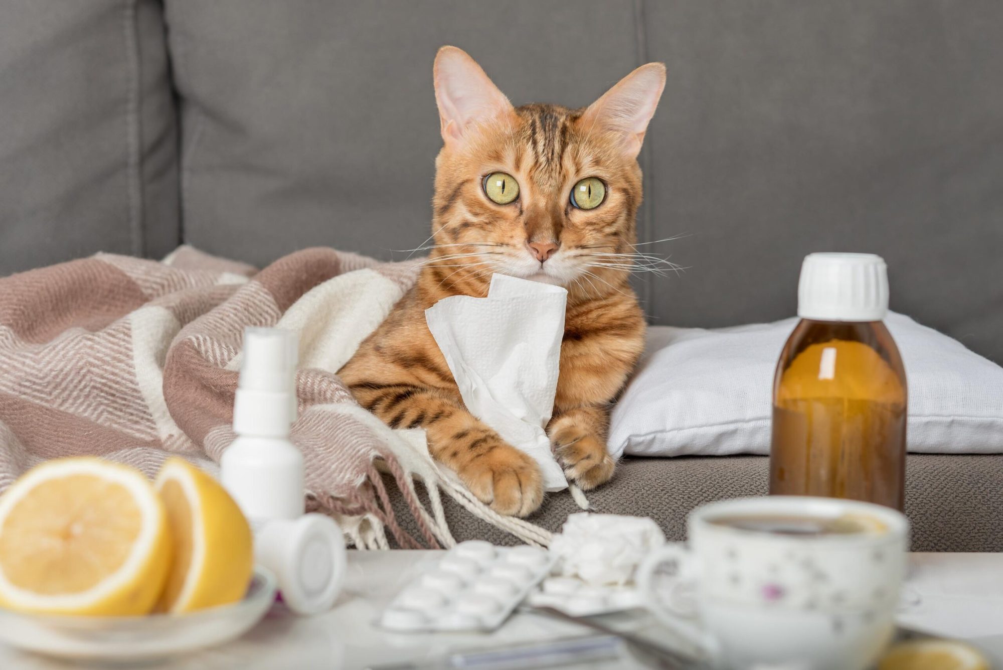 Nose and Sinus Infections in Cats