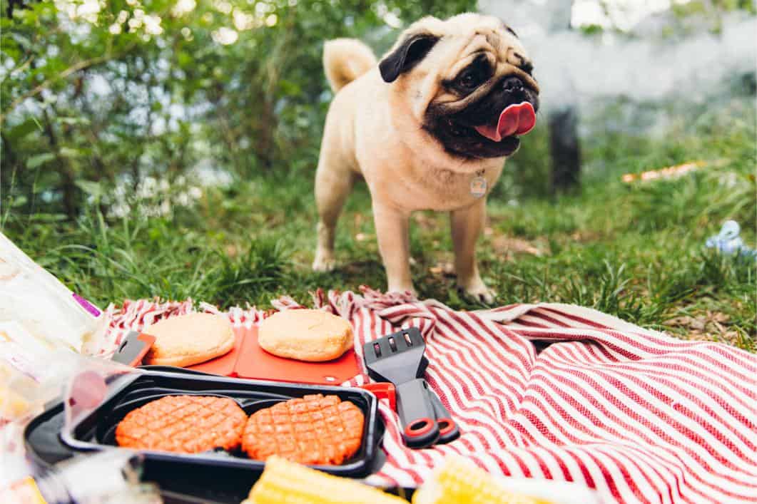 Harmful BBQ Foods You Shouldn’t Feed to Your Pet