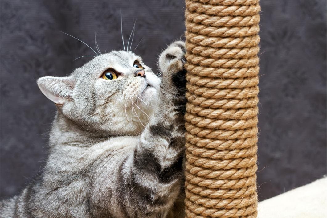 Choosing the Right Scratching Post for Your Cat