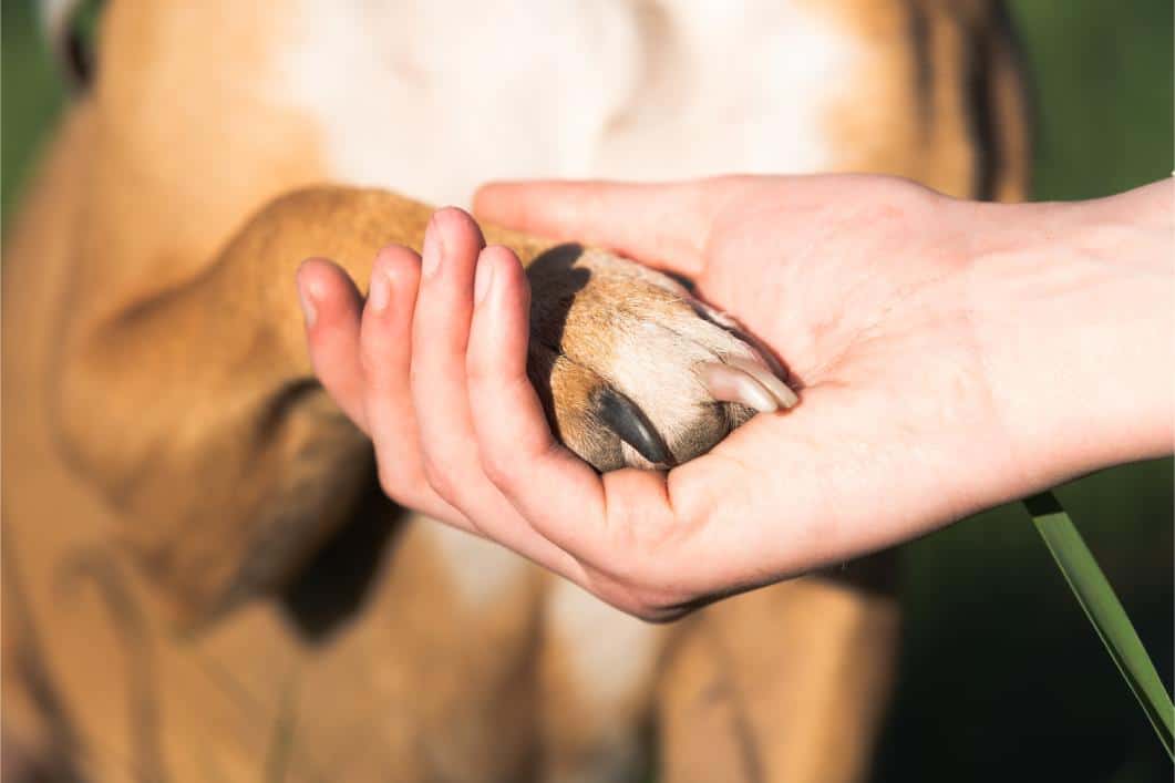 Caring For Your Dog’s Paw Pads