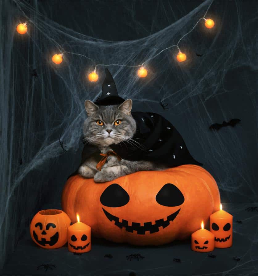 How To Keep Your Pet Safe On Halloween