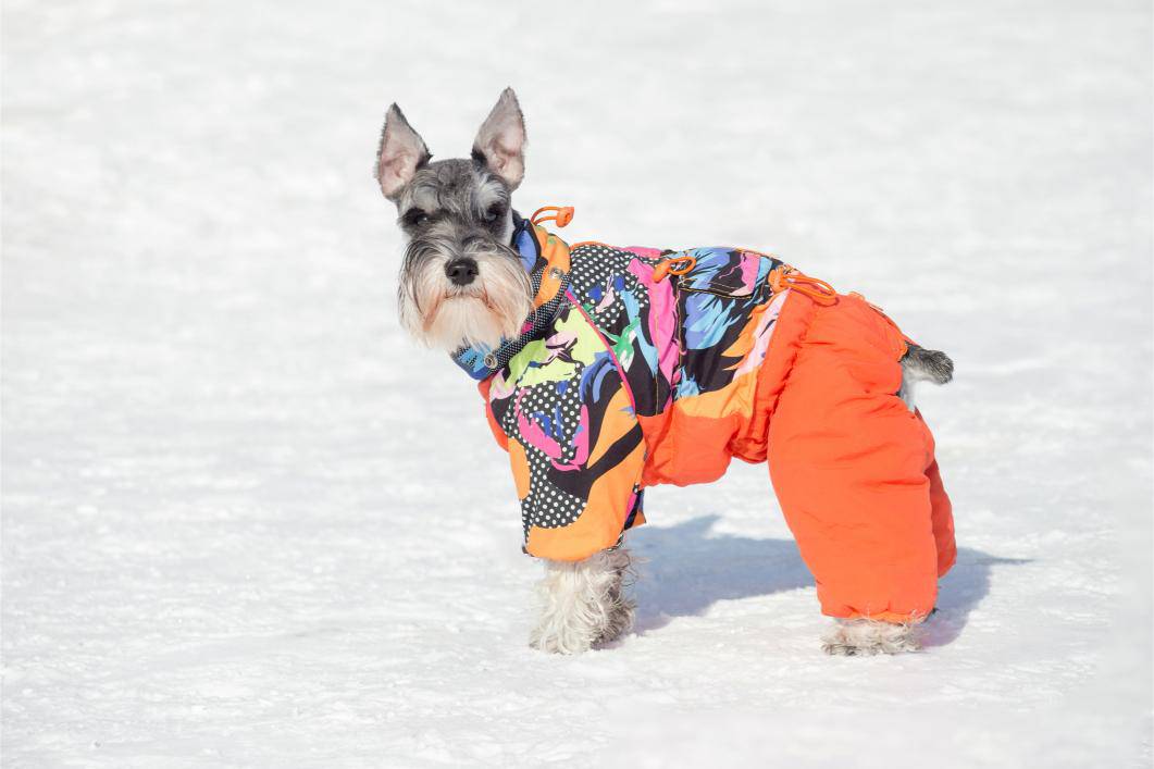 Keeping Your Pet Safe In Winter