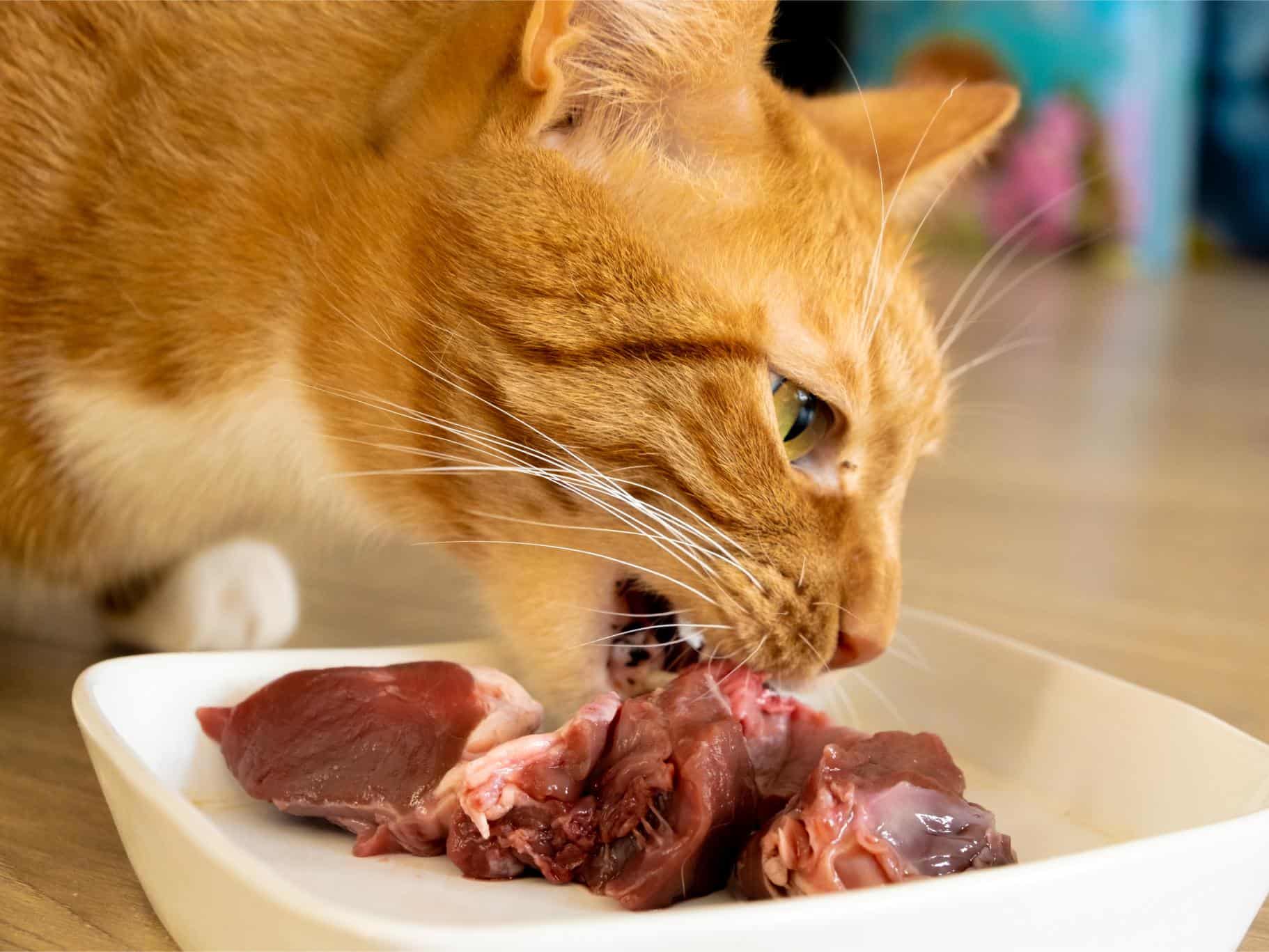 Do Cats Need a High Protein Diet?