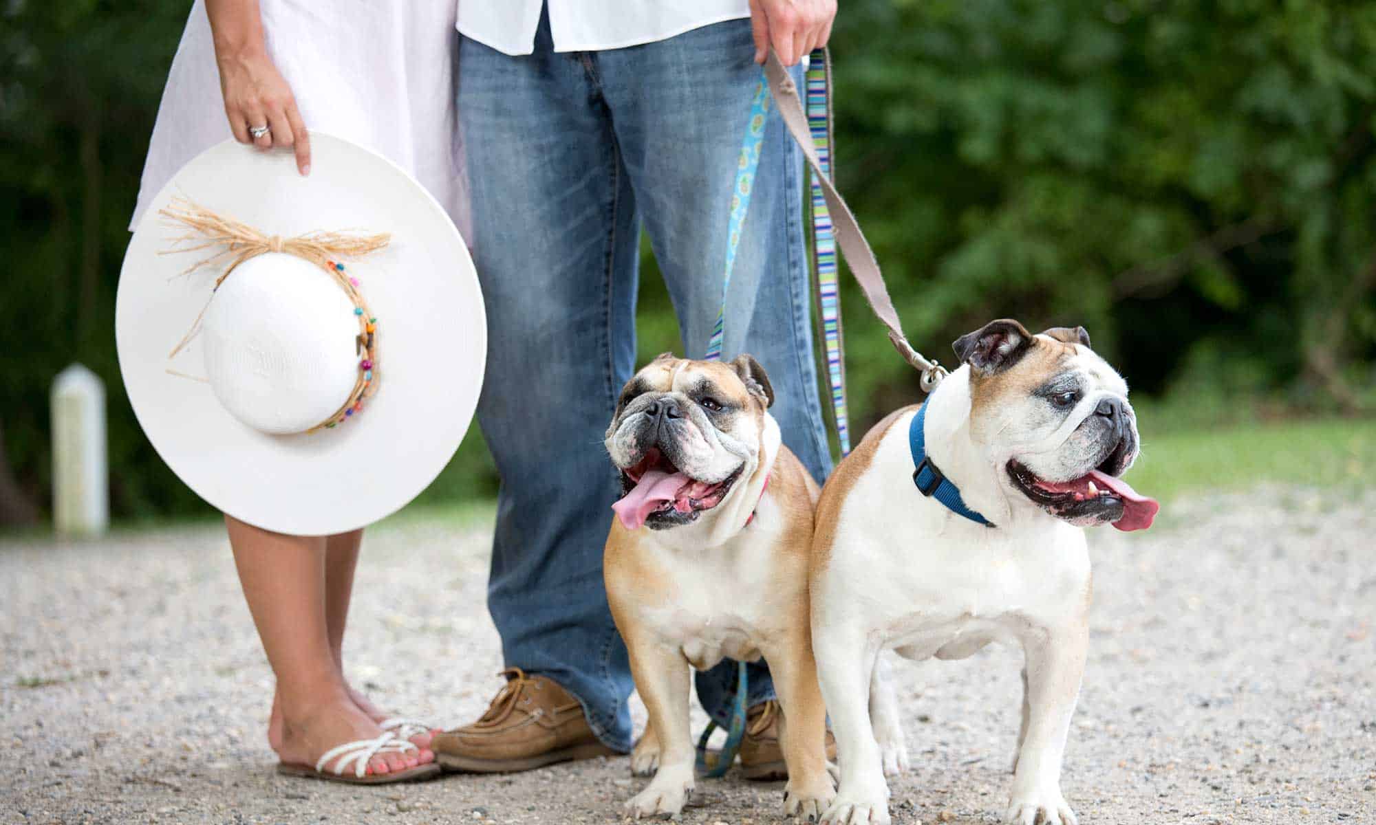 Two bulldogs with their humans