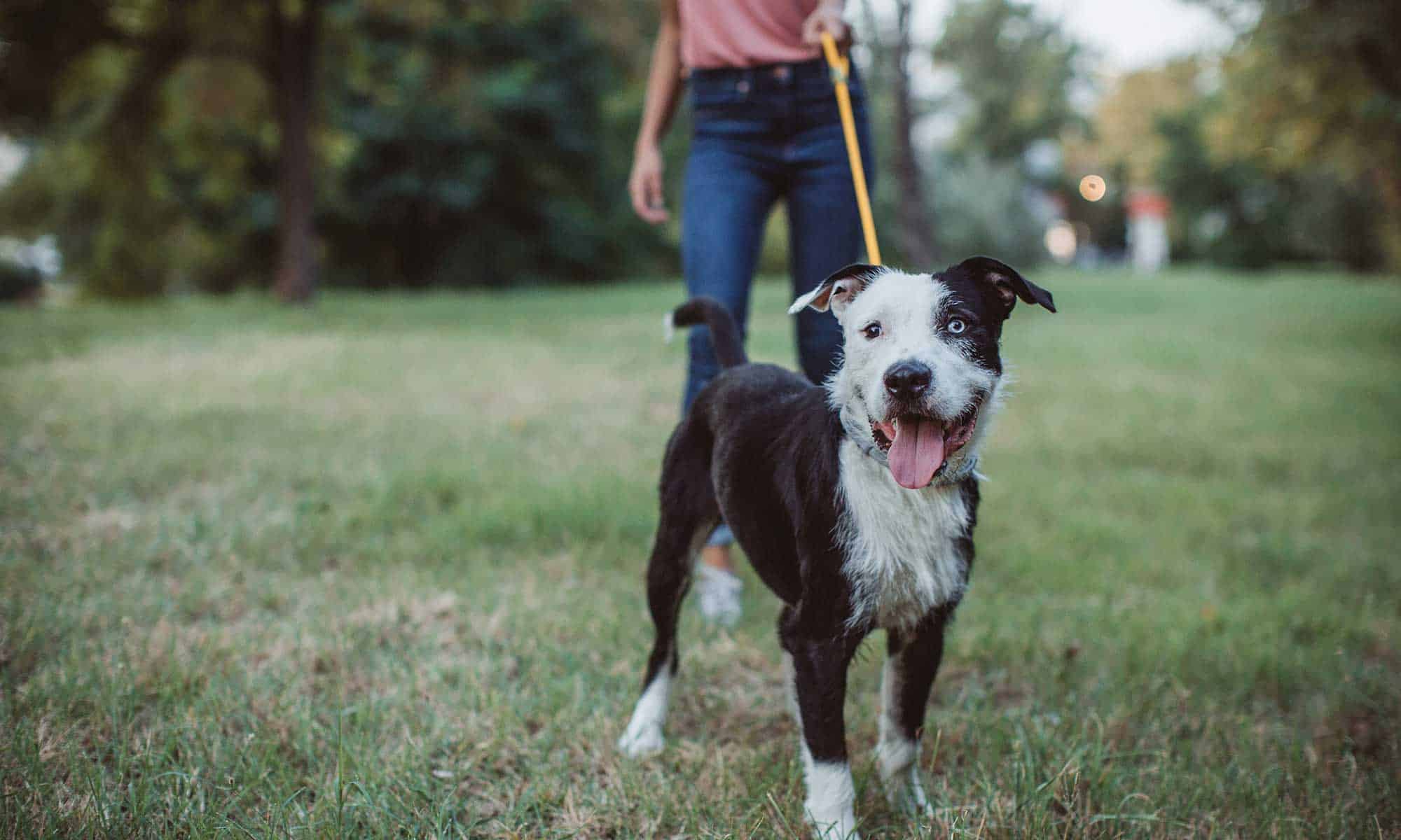 A happy dog outside with their human