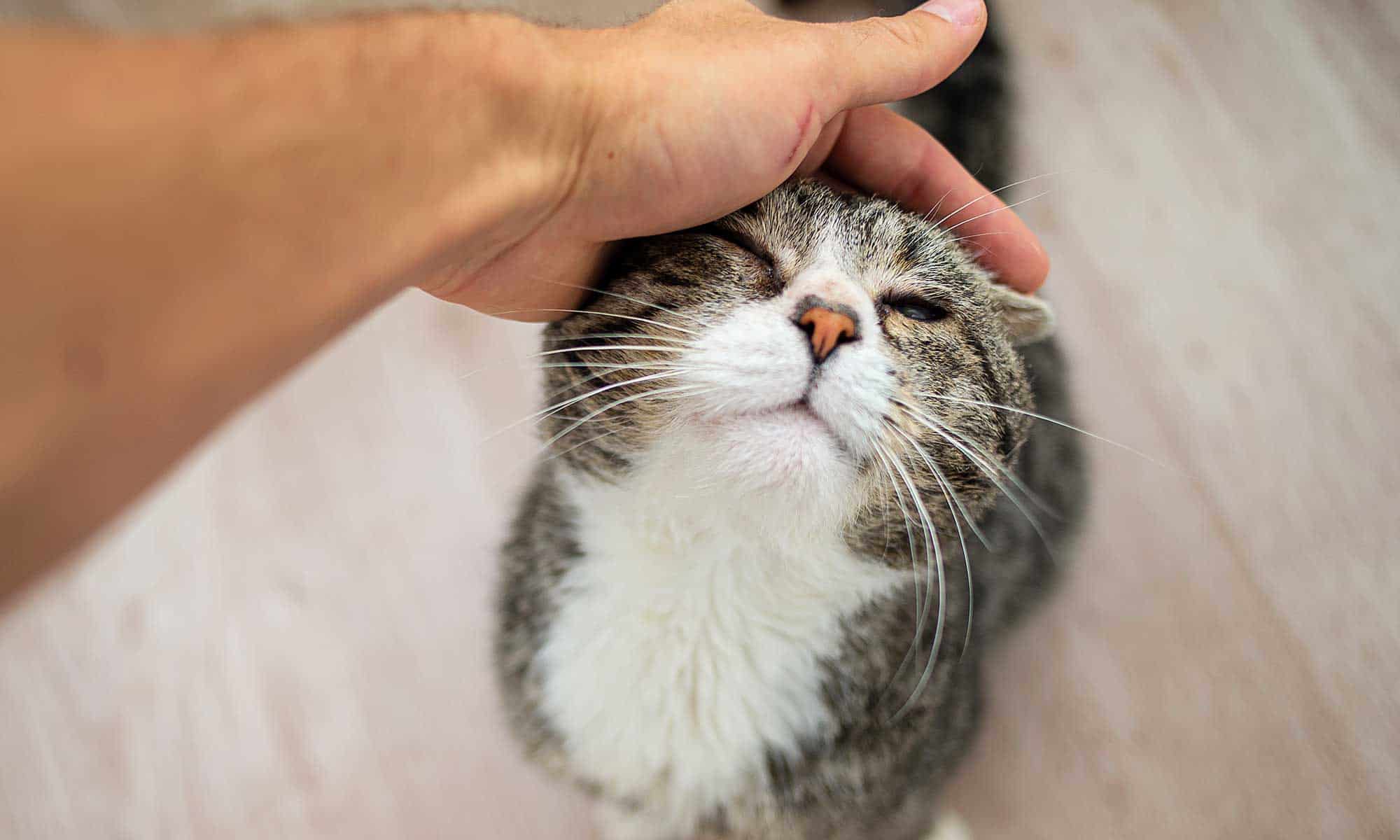 An older cat being snuggled