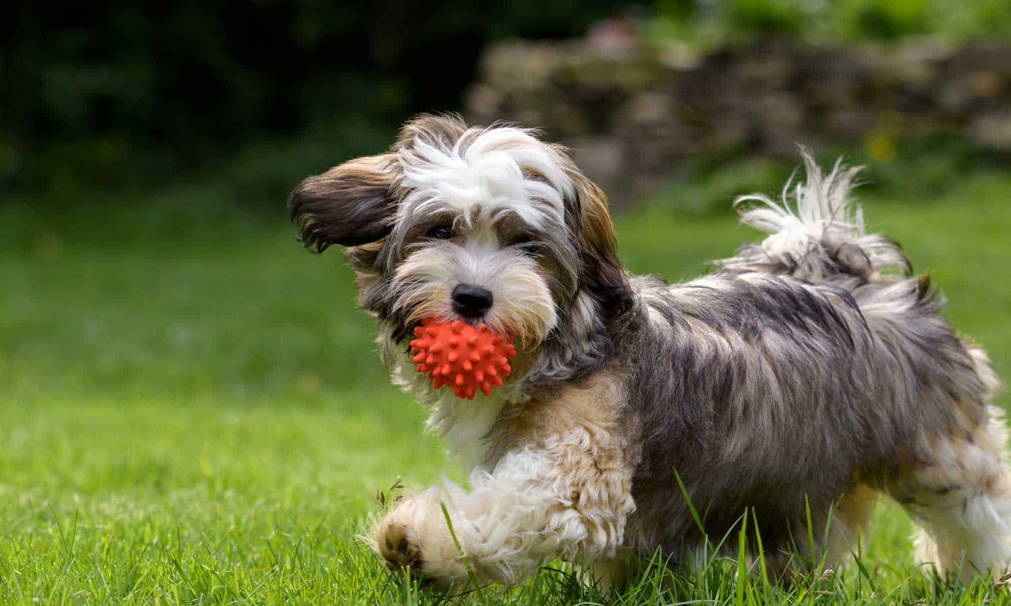 A dog running in the grass with a ball