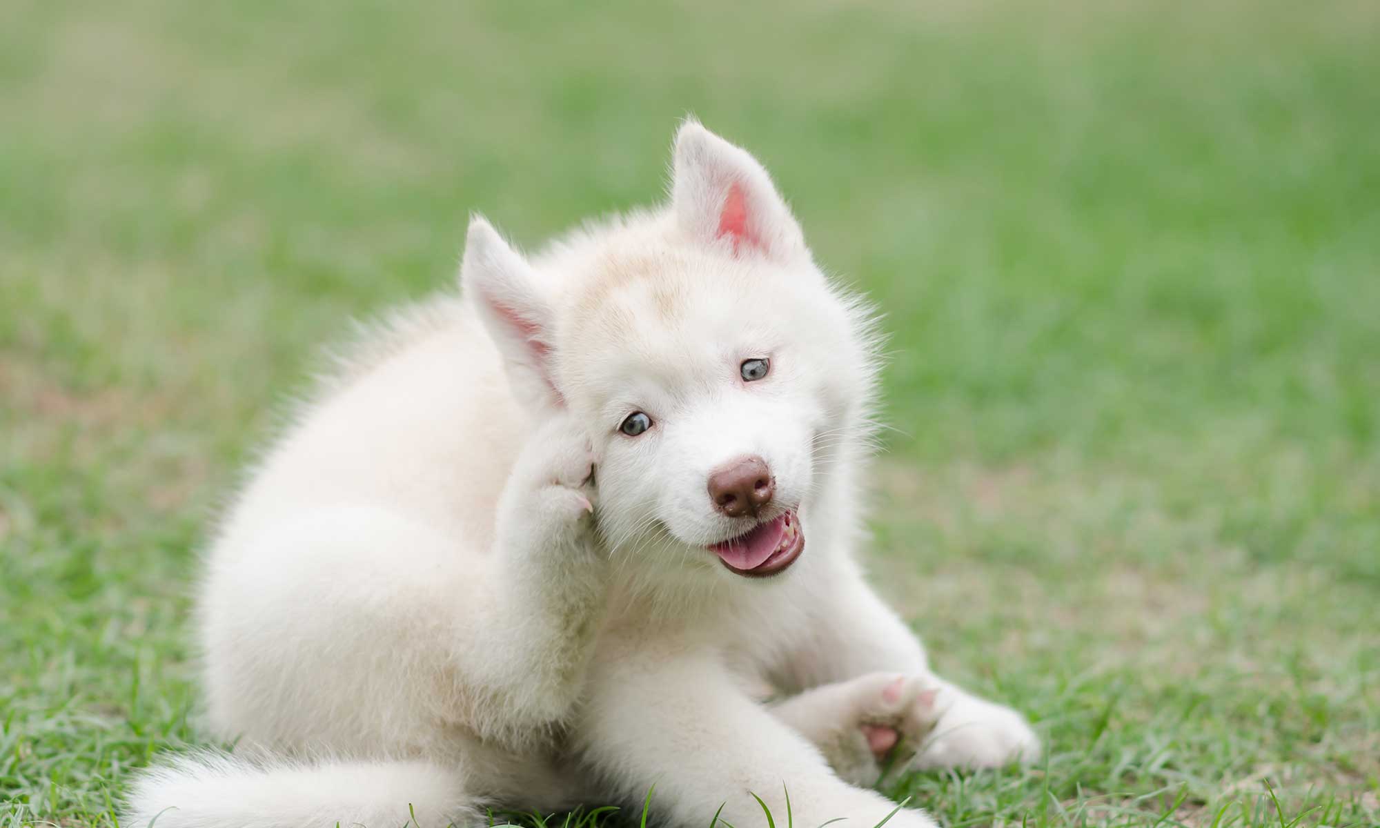 A white fluffy puppy scratching itself in the grass