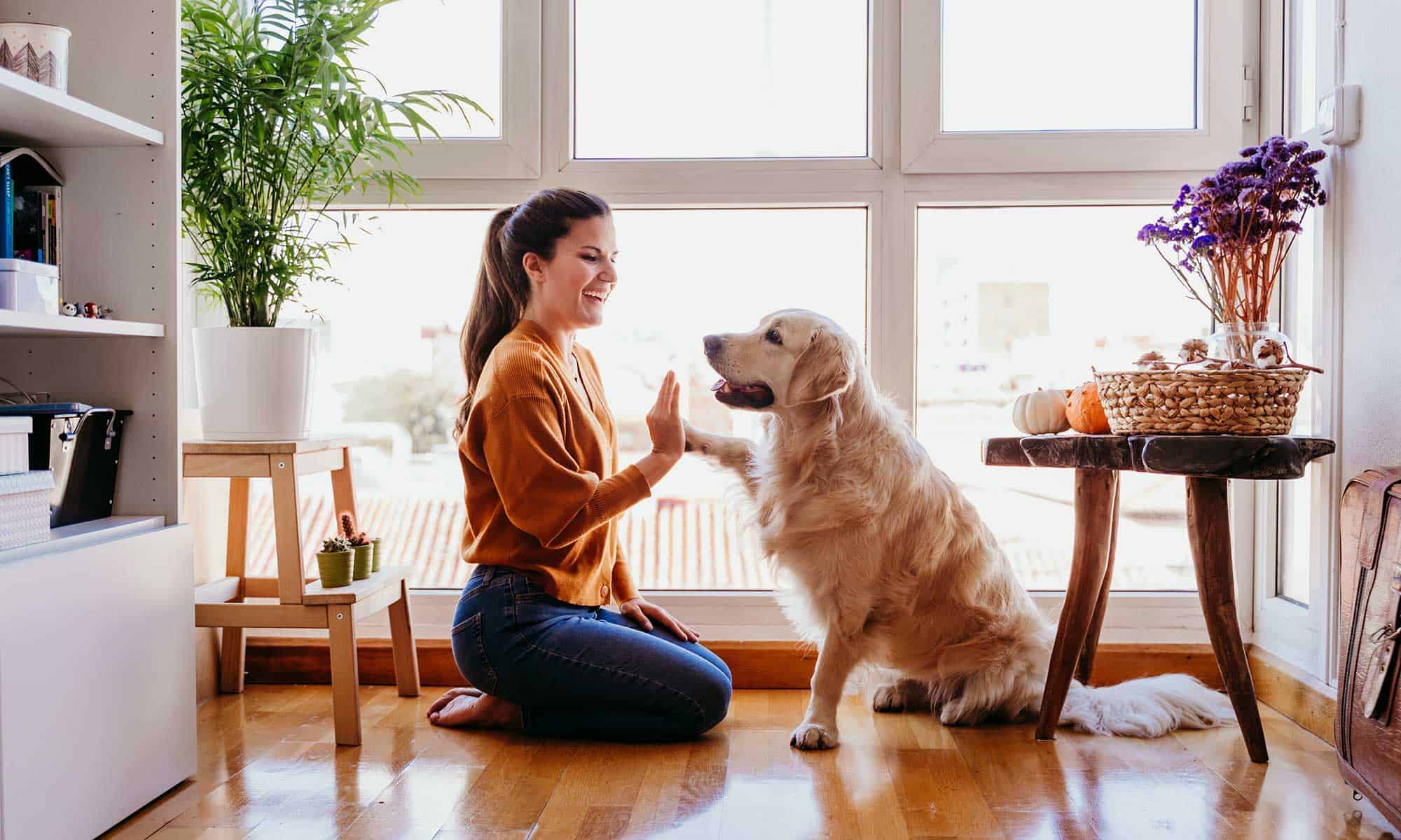 A dog high-fiving with their human