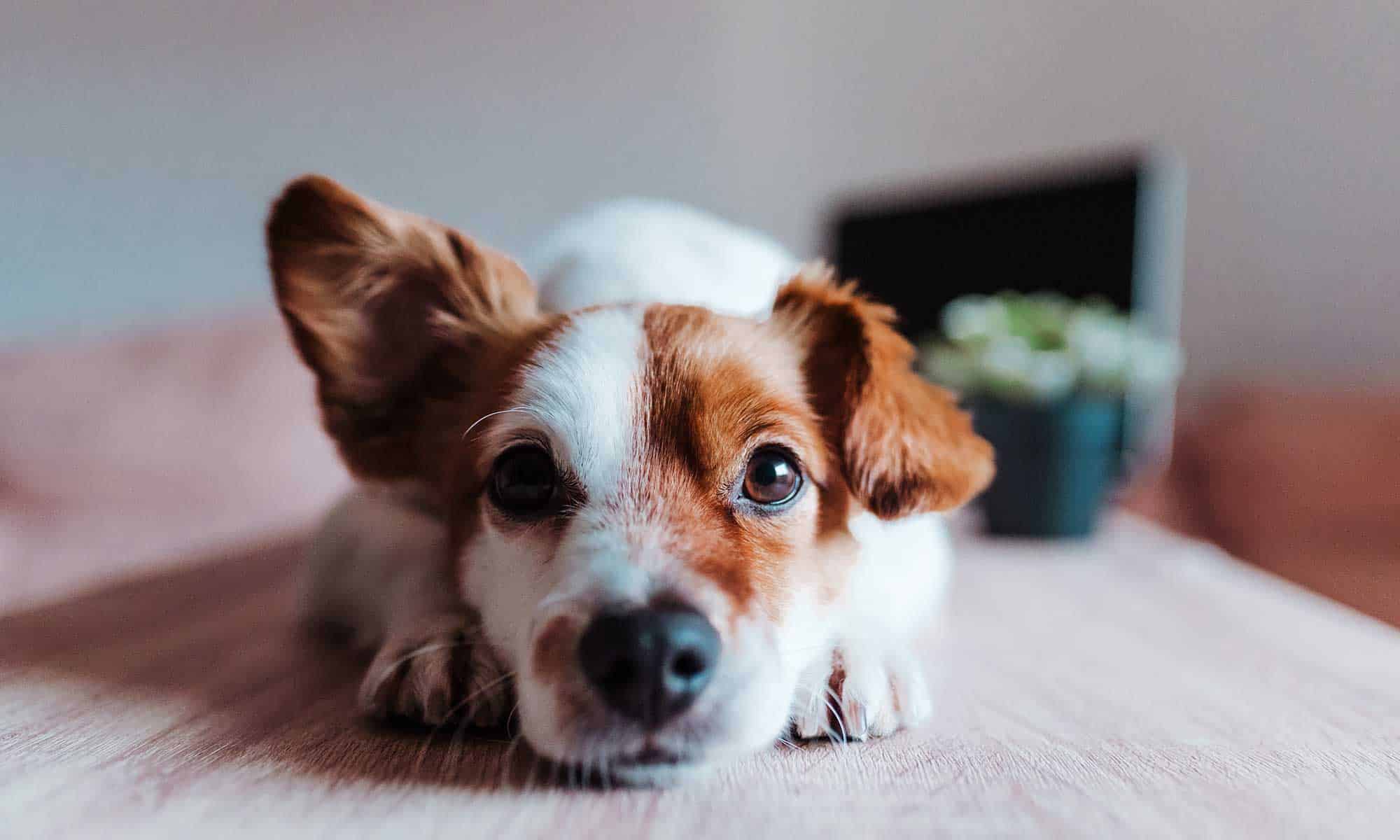 A dog laying on a table