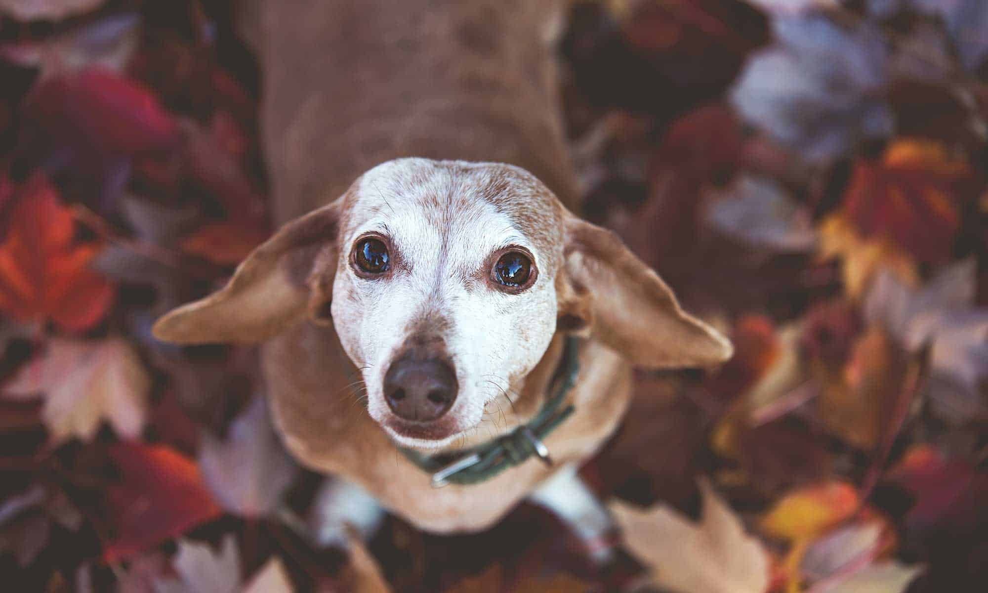 An older dog looking up from leaves