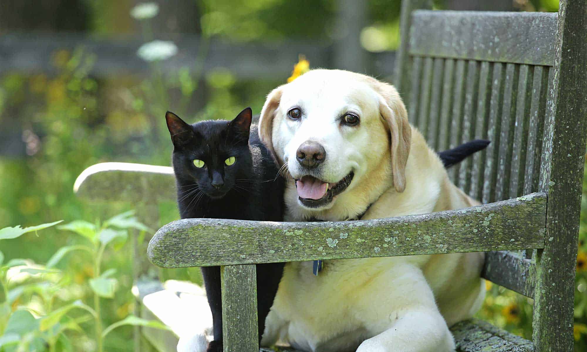 Dog and cat on outdoor chair